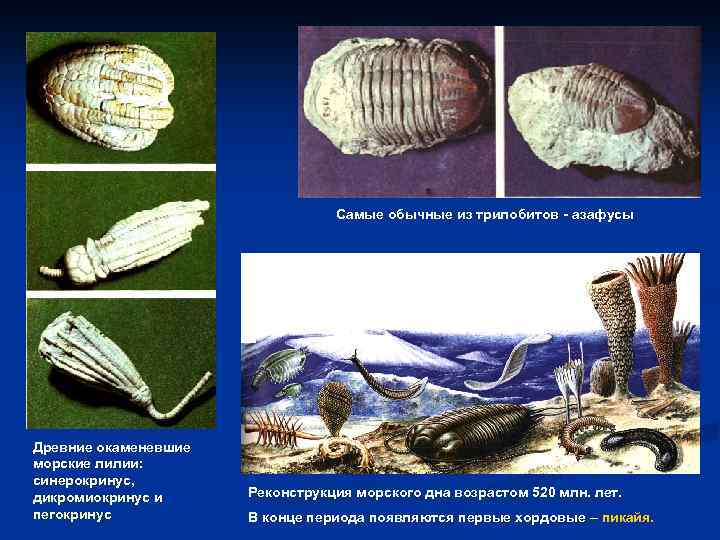 Самые обычные из трилобитов - азафусы Древние окаменевшие морские лилии: синерокринус, дикромиокринус и пегокринус