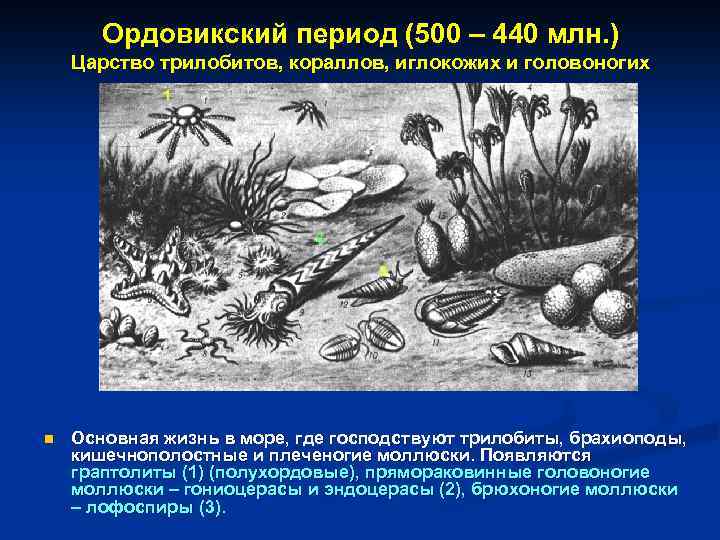 Ордовикский период (500 – 440 млн. ) Царство трилобитов, кораллов, иглокожих и головоногих 1