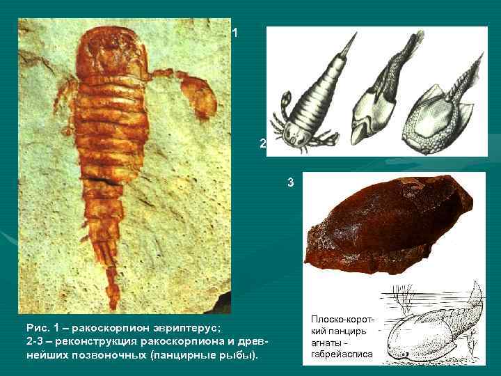 1 2 3 Рис. 1 – ракоскорпион эвриптерус; 2 -3 – реконструкция ракоскорпиона и