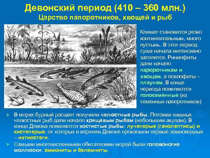 Девонский период (410 – 360 млн. ) Царство папоротников, хвощей и рыб Климат становится