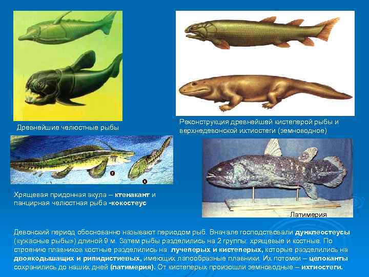 Древнейшие челюстные рыбы Реконструкция древнейшей кистеперой рыбы и верхнедевонской ихтиостеги (земноводное) Хрящевая придонная акула
