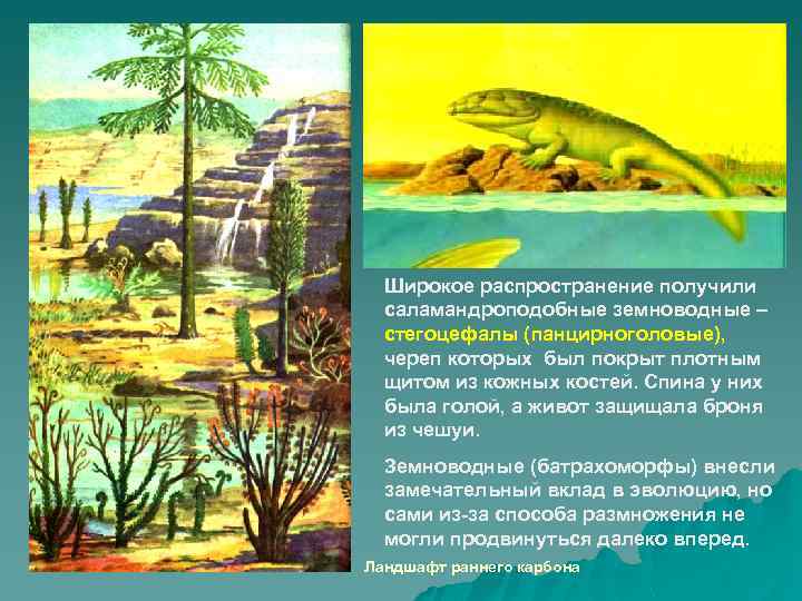 Широкое распространение получили саламандроподобные земноводные – стегоцефалы (панцирноголовые), череп которых был покрыт плотным щитом