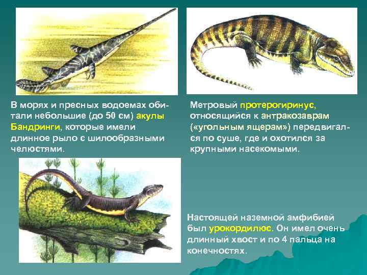 В морях и пресных водоемах обитали небольшие (до 50 см) акулы Бандринги, которые имели