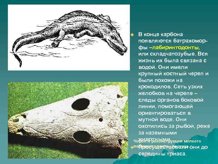 В конце карбона появляются батрахоморфы –лабиринтодонты, или складчатозубые. Вся жизнь их была связана с