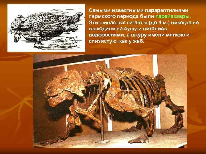 Самыми известными парарептилиями пермского периода были парейазавры. Эти шипастые гиганты (до 4 м. )