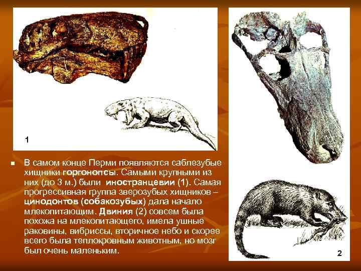 1 n В самом конце Перми появляются саблезубые хищники горгонопсы. Самыми крупными из них