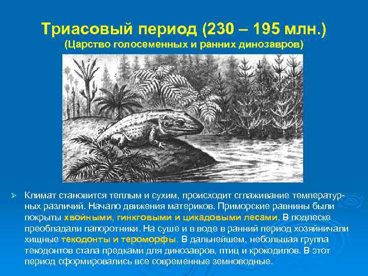 Триасовый период (230 – 195 млн. ) (Царство голосеменных и ранних динозавров) Ø Климат