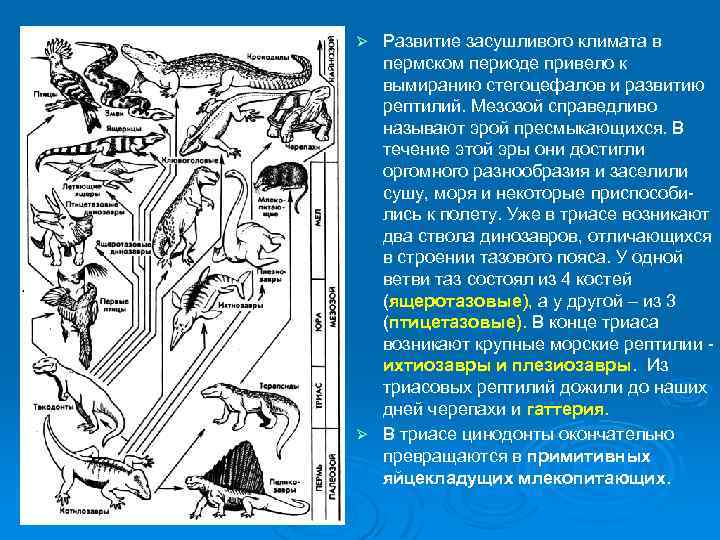 Развитие засушливого климата в пермском периоде привело к вымиранию стегоцефалов и развитию рептилий. Мезозой