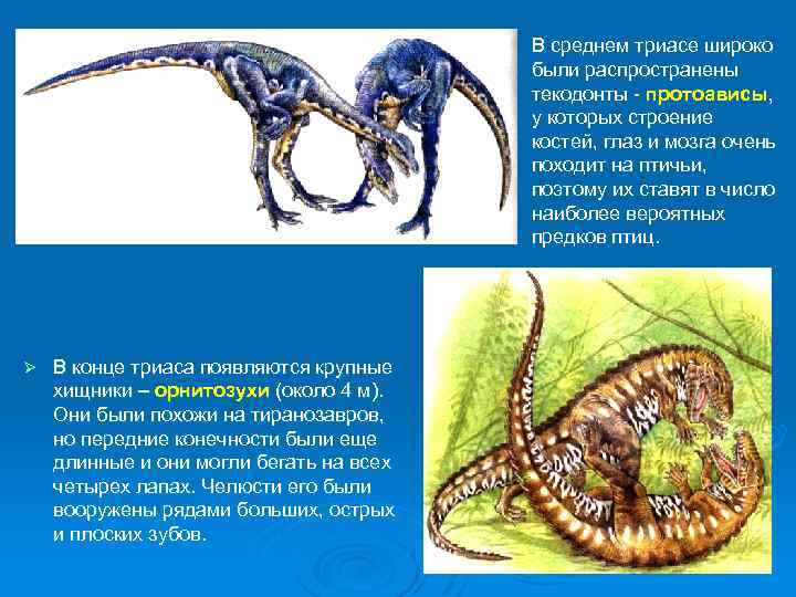 В среднем триасе широко были распространены текодонты - протоависы, у которых строение костей, глаз