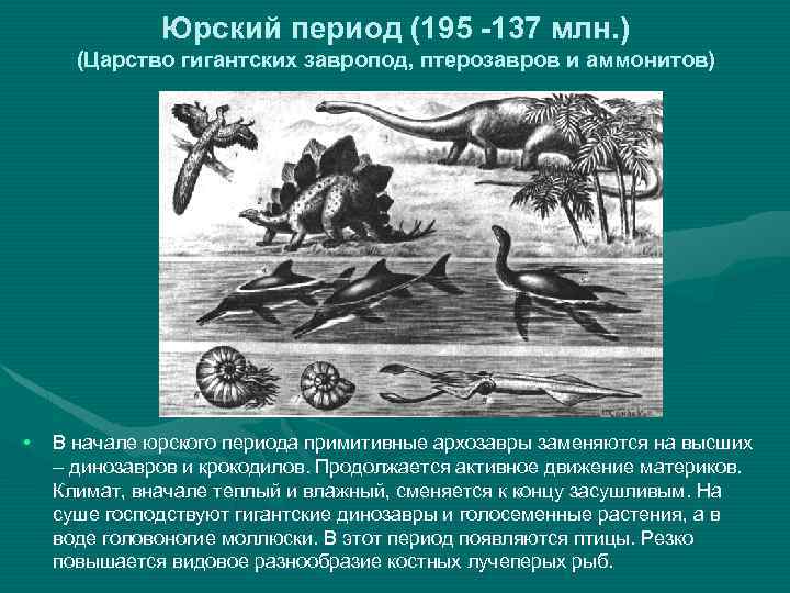 Юрский период (195 -137 млн. ) (Царство гигантских завропод, птерозавров и аммонитов) • В