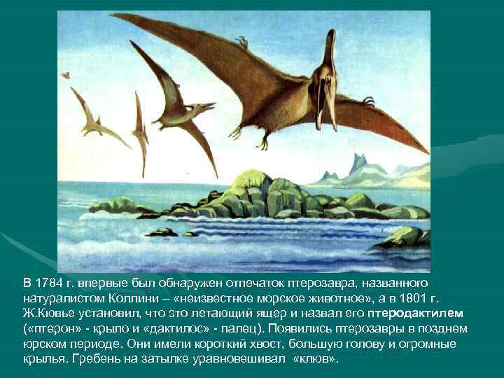 В 1784 г. впервые был обнаружен отпечаток птерозавра, названного натуралистом Коллини – «неизвестное морское