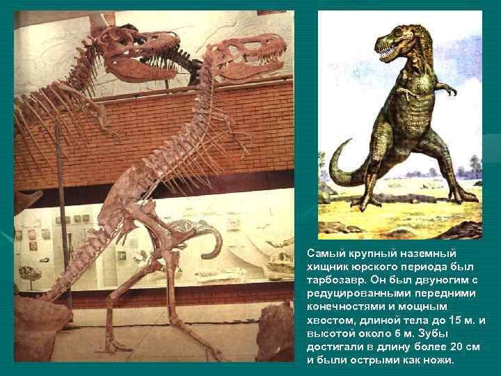 Самый крупный наземный хищник юрского периода был тарбозавр. Он был двуногим с редуцированными передними