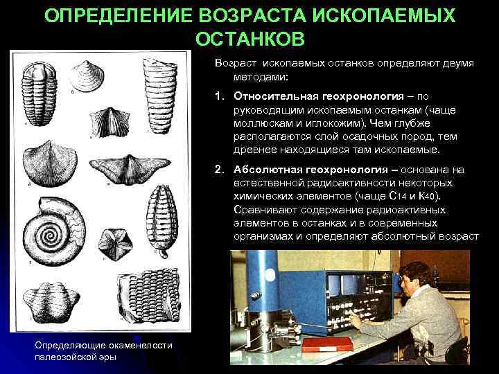 ОПРЕДЕЛЕНИЕ ВОЗРАСТА ИСКОПАЕМЫХ ОСТАНКОВ Возраст ископаемых останков определяют двумя методами: 1. Относительная геохронология –