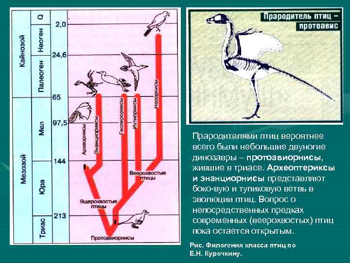 Прародителями птиц вероятнее всего были небольшие двуногие динозавры – протоавиорнисы, жившие в триасе. Археоптериксы