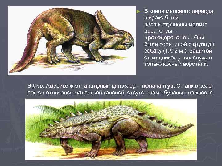 ► В конце мелового периода широко были распространены мелкие цератопсы – протоцератопсы. Они были