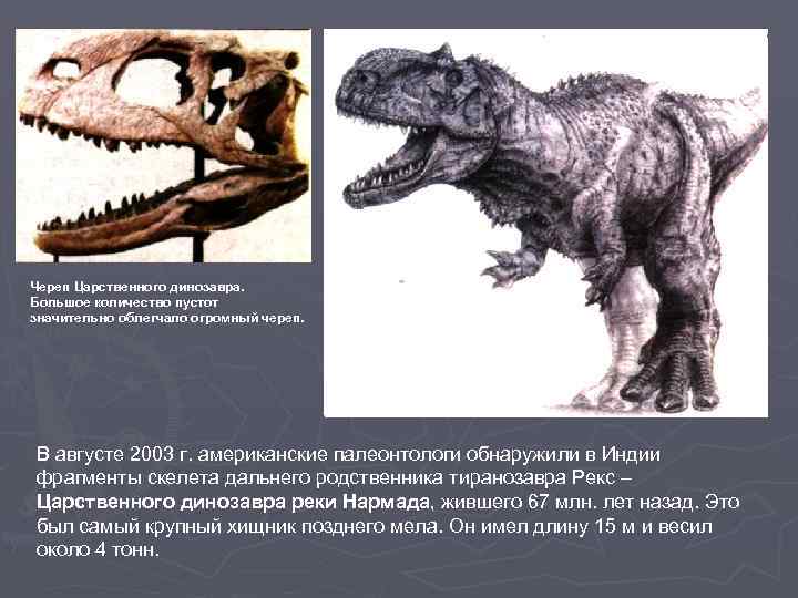 Череп Царственного динозавра. Большое количество пустот значительно облегчало огромный череп. В августе 2003 г.