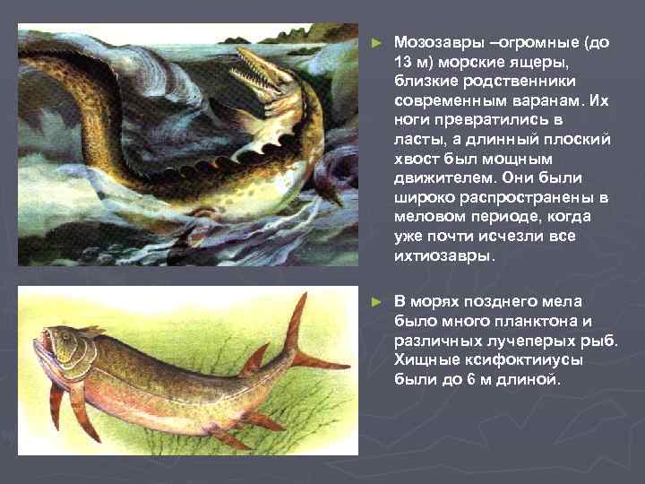 ► Мозозавры –огромные (до 13 м) морские ящеры, близкие родственники современным варанам. Их ноги