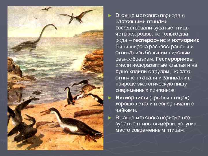 В конце мелового периода с настоящими птицами соседствовали зубатые птицы четырех родов, но только