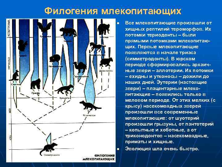 Филогения млекопитающих n n Все млекопитающие произошли от хищных рептилий тероморфов. Их потомки териодонты