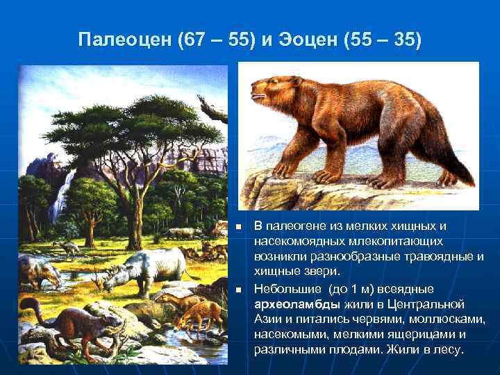 Палеоцен (67 – 55) и Эоцен (55 – 35) n n В палеогене из