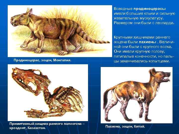 Всеядные продиноцерасы имели большие клыки и сильную жевательную мускулатуру. Размером они были с леопарда.