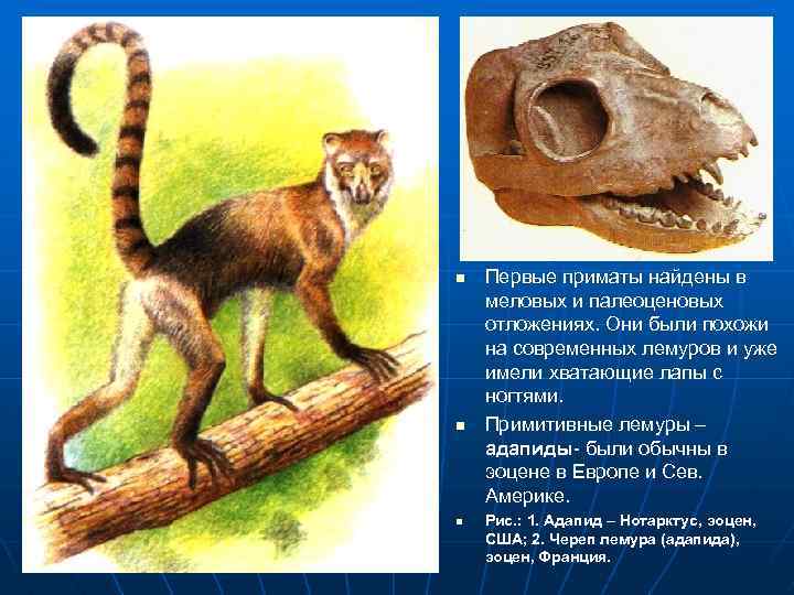 n n n Первые приматы найдены в меловых и палеоценовых отложениях. Они были похожи