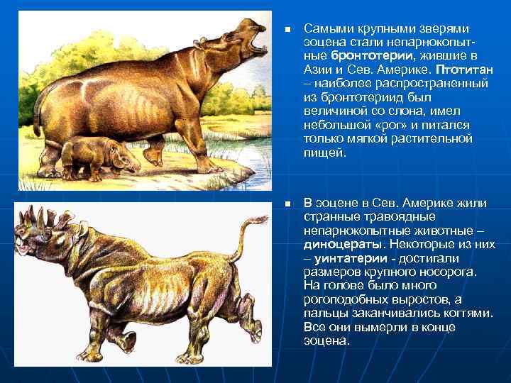 n n Самыми крупными зверями эоцена стали непарнокопытные бронтотерии, жившие в Азии и Сев.