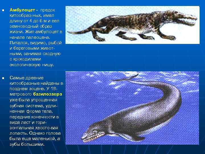 n n Амбулоцет - предок китообраз-ных, имел длину от 4 до 6 м и