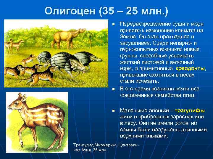 Олигоцен (35 – 25 млн. ) n n n Перераспределение суши и моря привело