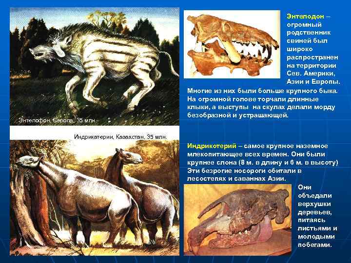 Энтелофон, Европа, 35 млн. Энтелодон – огромный родственник свиней был широко распространен на территории