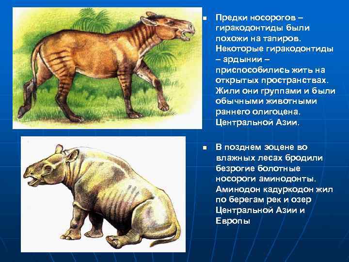 Предком какого. Предок носорога. Гигантский предок носорога. Древний предок носорога. Предки тапиров.