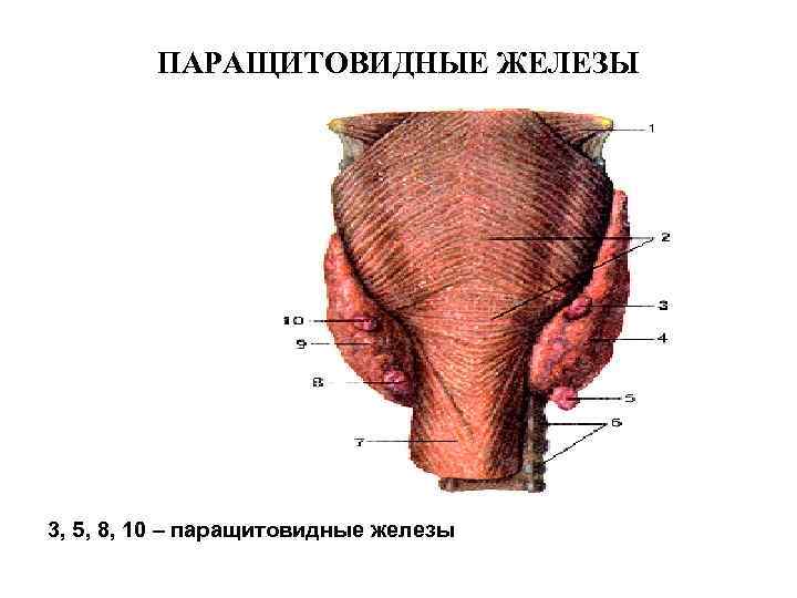 ПАРАЩИТОВИДНЫЕ ЖЕЛЕЗЫ 3, 5, 8, 10 – паращитовидные железы 