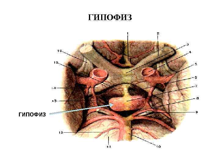 ГИПОФИЗ 