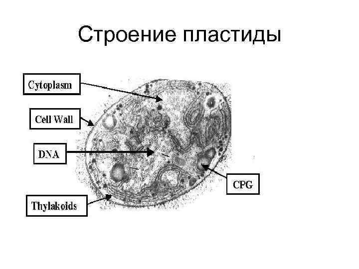 Строение пластиды 