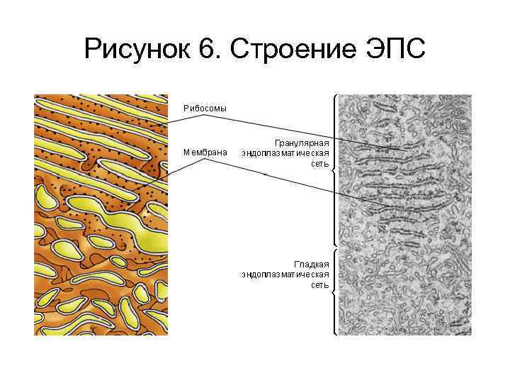 Рисунок 6. Строение ЭПС 