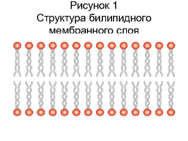 Рисунок 1 Структура билипидного мембранного слоя 