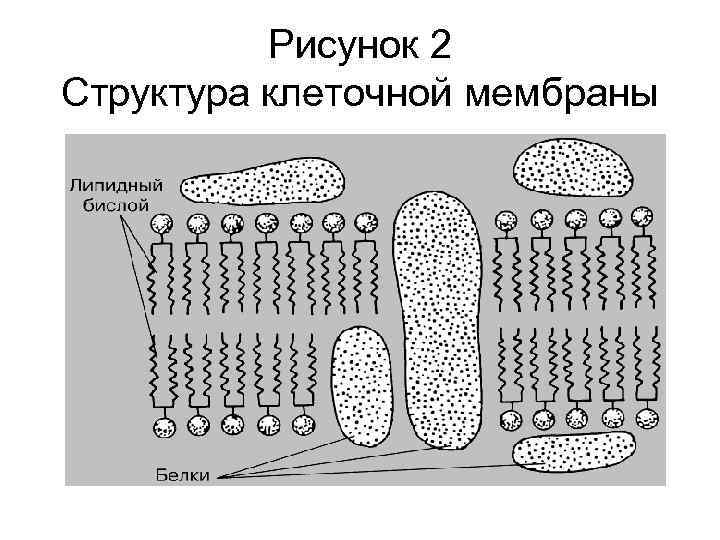 Рисунок 2 Структура клеточной мембраны 