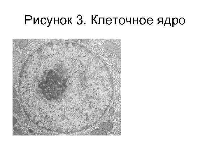 Рисунок 3. Клеточное ядро 
