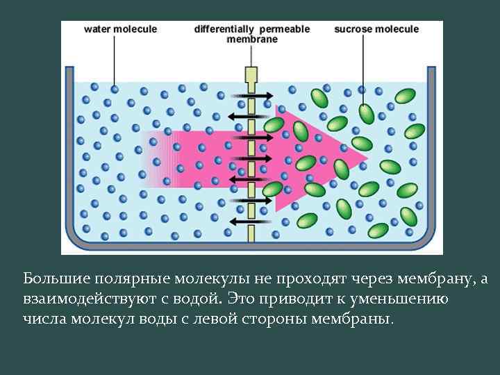 Наиболее полярные вещества