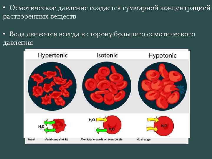 Осмотическое давление это простыми словами