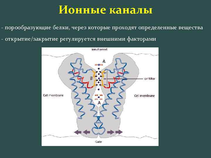 Ионные каналы - порообразующие белки, через которые проходят определенные вещества - открытие/закрытие регулируется внешними
