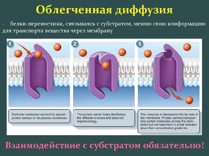 Облегченная диффузия - белки-переносчики, связываясь с субстратом, меняю свою конформацию для транспорта вещества через
