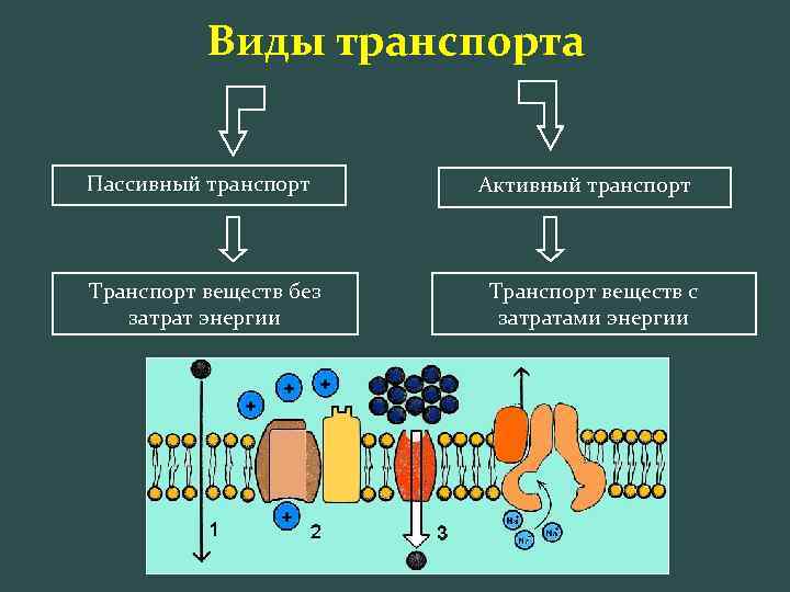 Виды транспорта Пассивный транспорт Транспорт веществ без затрат энергии Активный транспорт Транспорт веществ с