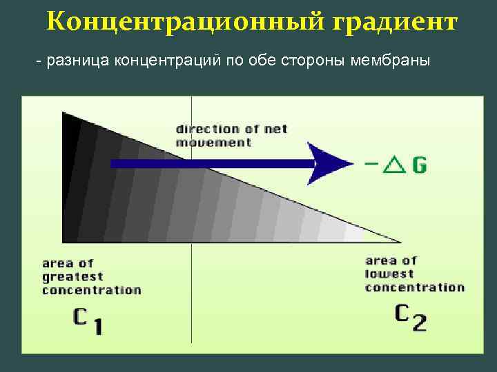 Градиент концентрации. Концентационныйградиент. По градиенту концентрации это. Градиент концентрации физиология.