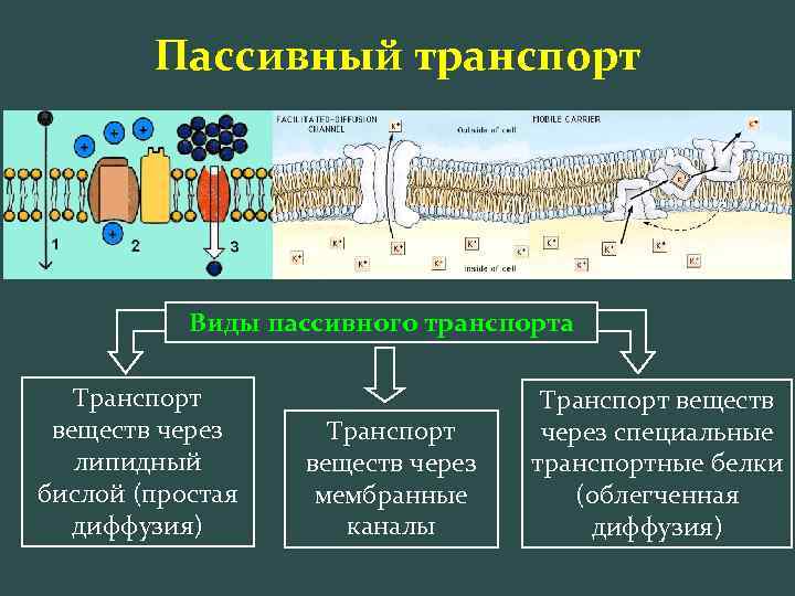 Пассивный транспорт Виды пассивного транспорта Транспорт веществ через липидный бислой (простая диффузия) Транспорт веществ