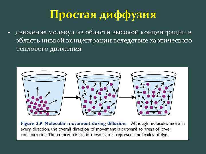 Диффузия в тканях растений окрашивание цветов проект по химии