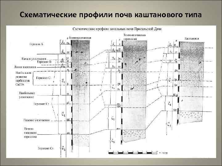 Схематические профили почв каштанового типа 