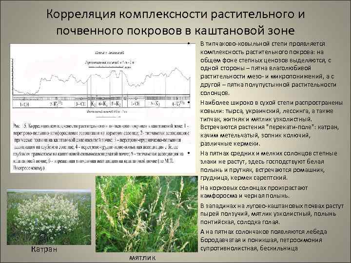Корреляция комплексности растительного и почвенного покровов в каштановой зоне • • • Катран мятлик