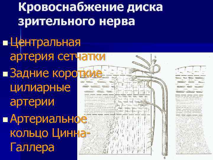 Кровоснабжение диска зрительного нерва n Центральная артерия сетчатки n Задние короткие цилиарные артерии n