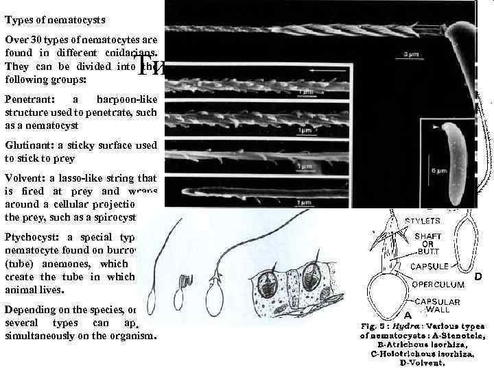 Types of nematocysts Over 30 types of nematocytes are found in different cnidarians. They